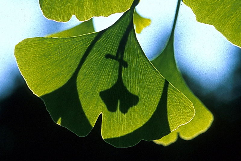 Green and Yellow Gingko leaves