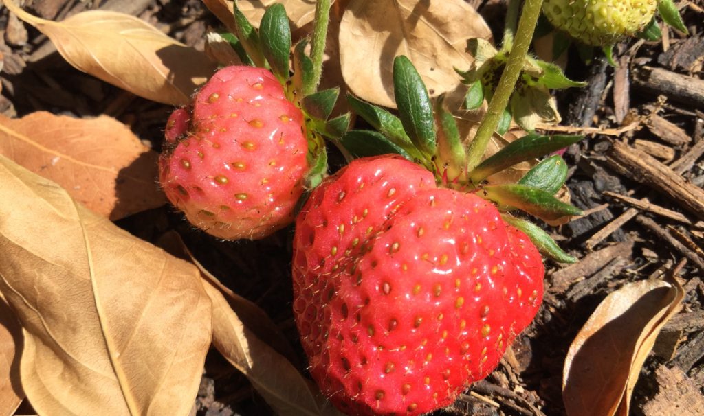 First Strawberries