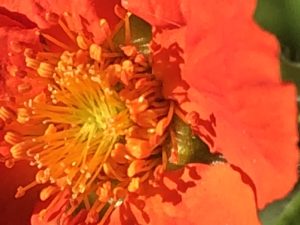 Enjoy Geums - Brilliant in Orange