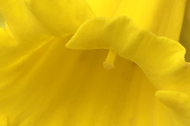 Yellow Daffodil