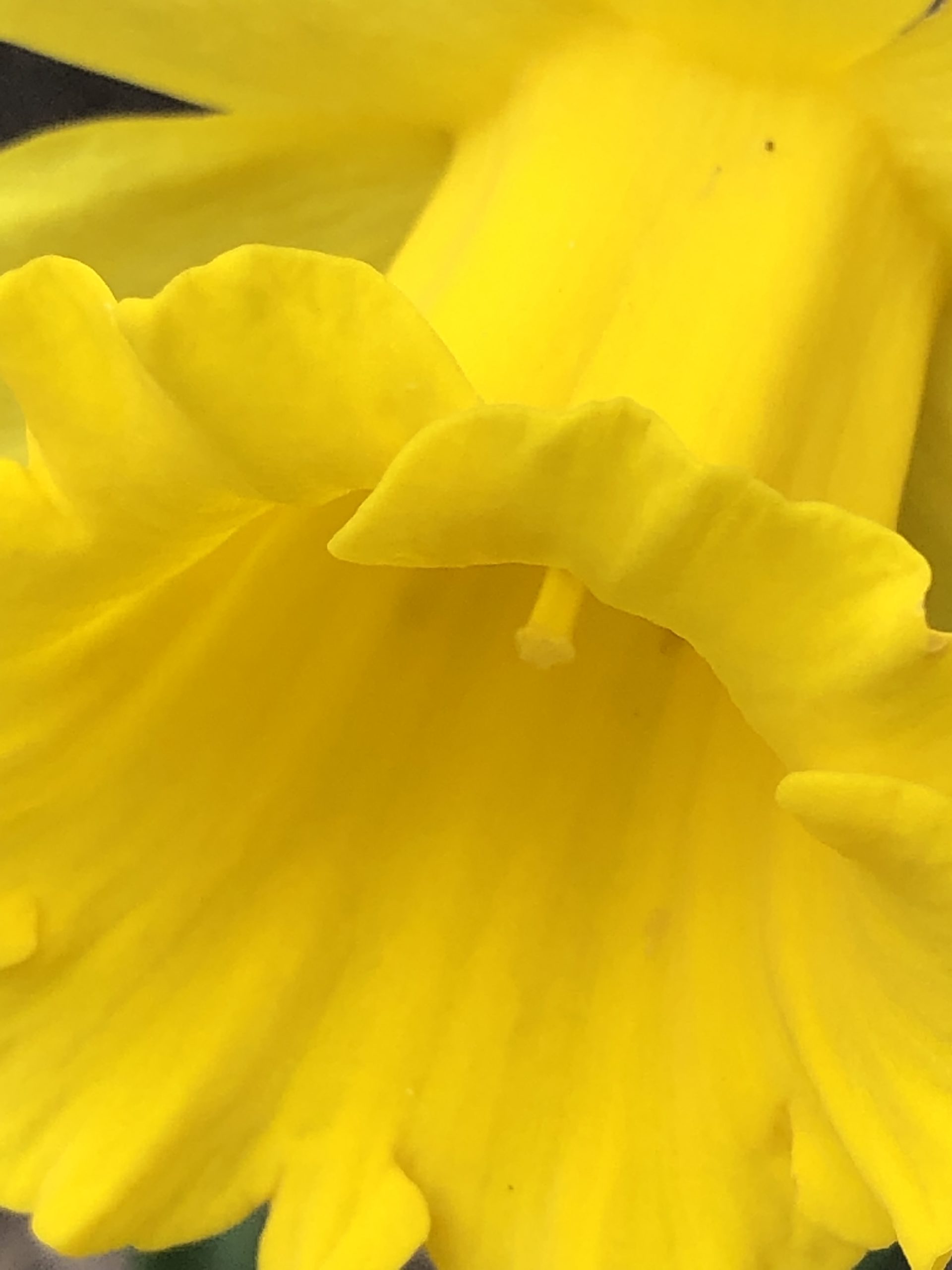 Yellow Daffodil